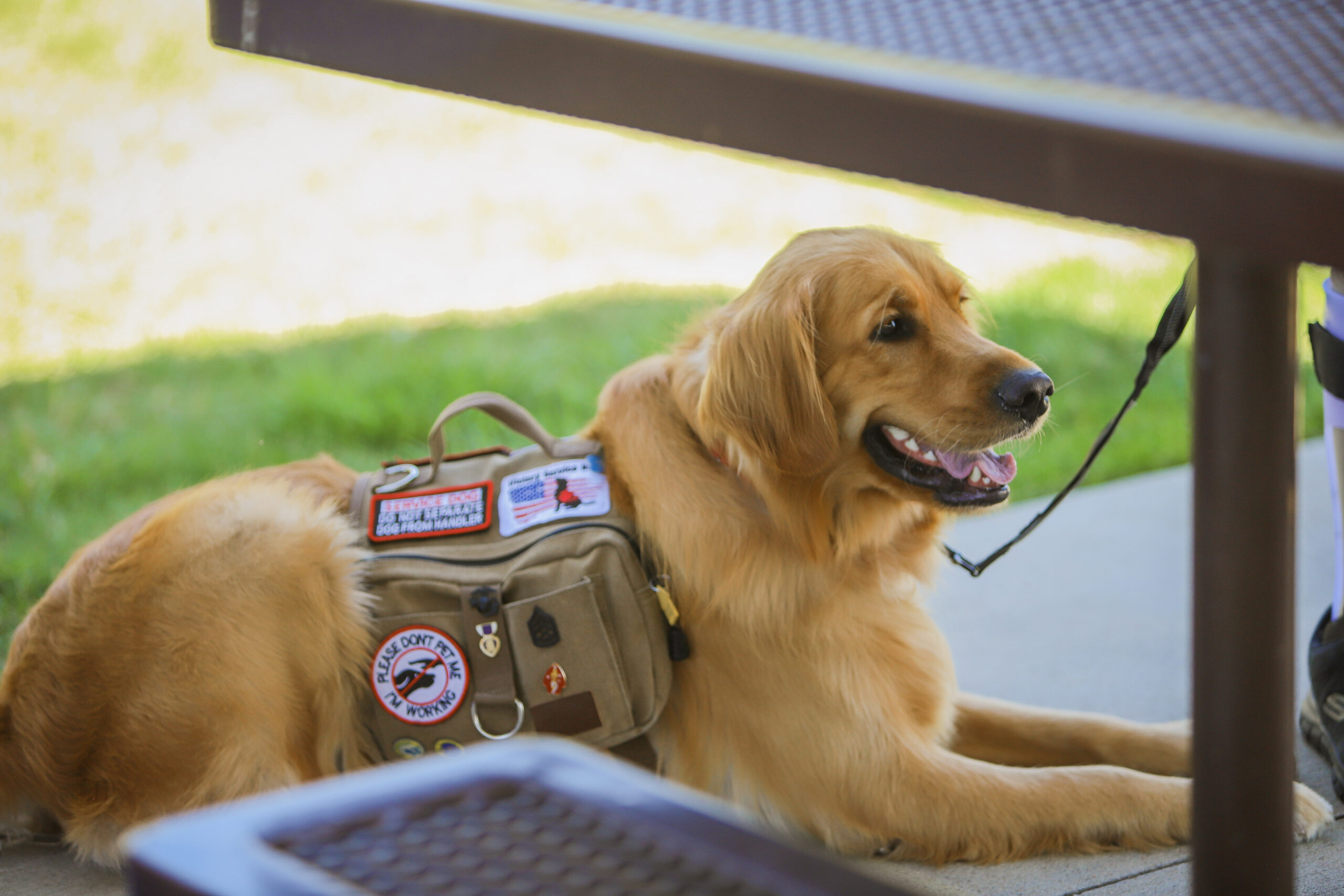 a service dog laying under a table